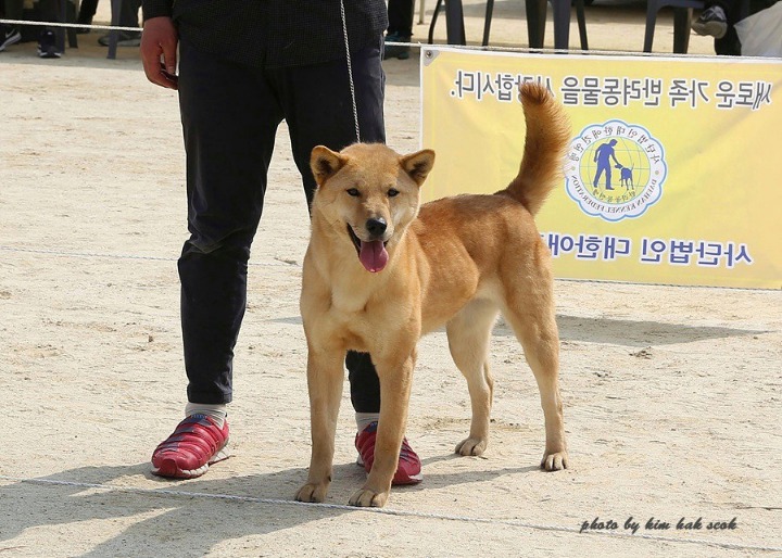 나르샤 이미지