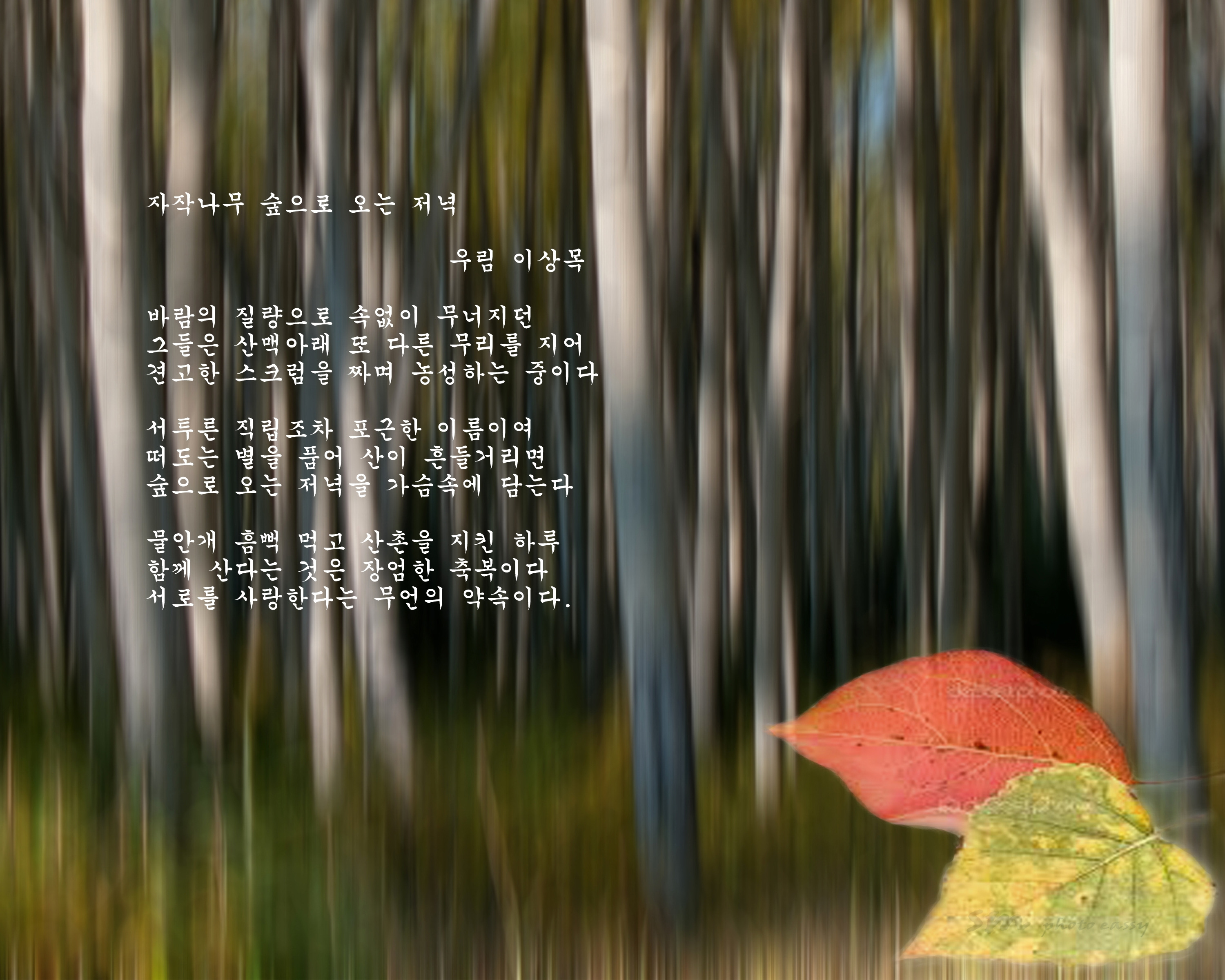 저녁숲 이미지