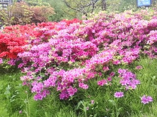 연산홍 이미지