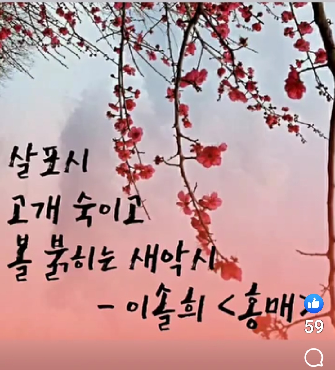 홍매 이미지