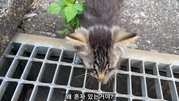 아기 고양이 냥줍했는데 반응 난리난 일본 유튜버.jpg | 인스티즈