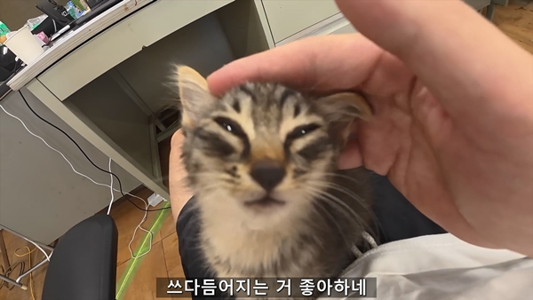 아기 고양이 냥줍했는데 반응 난리난 일본 유튜버.jpg | 인스티즈