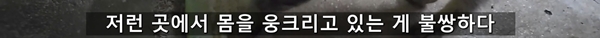 아기 고양이 냥줍했는데 반응 난리난 일본 유튜버.jpg | 인스티즈