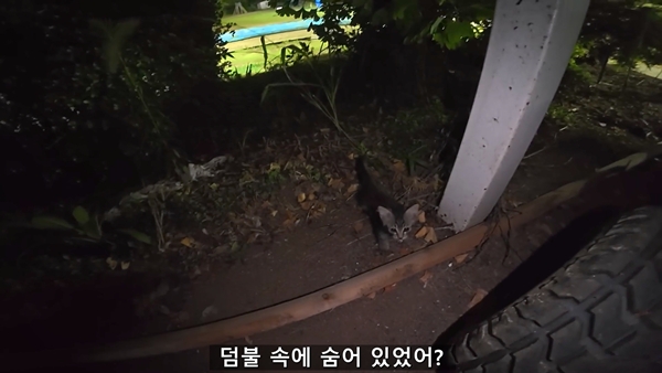 아기 고양이 냥줍했는데 반응 난리난 일본 유튜버.jpg | 인스티즈