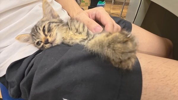 아기 고양이 냥줍했는데 반응 난리난 일본 유튜버.jpg | 인스티즈