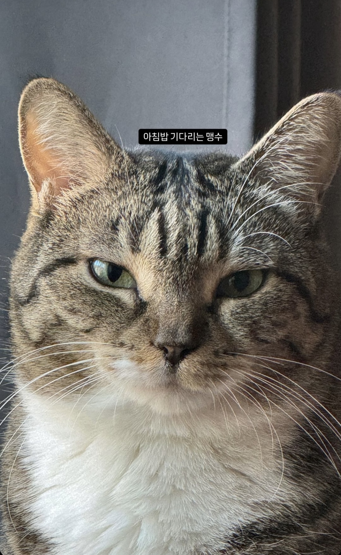 9월 9일 한국 고양이의 날을 맞아 올려보는 코리안 숏헤어의 특징 | 인스티즈