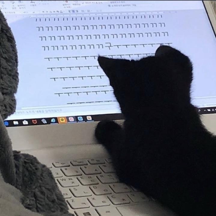 9월 9일 한국 고양이의 날을 맞아 올려보는 코리안 숏헤어의 특징 | 인스티즈