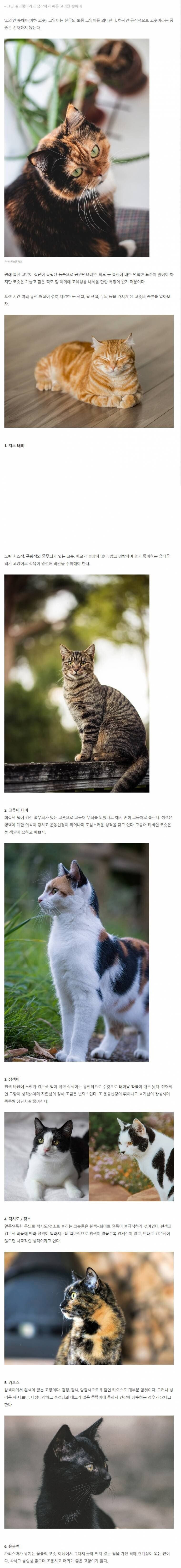 9월 9일 한국 고양이의 날을 맞아 올려보는 코리안 숏헤어의 특징 | 인스티즈