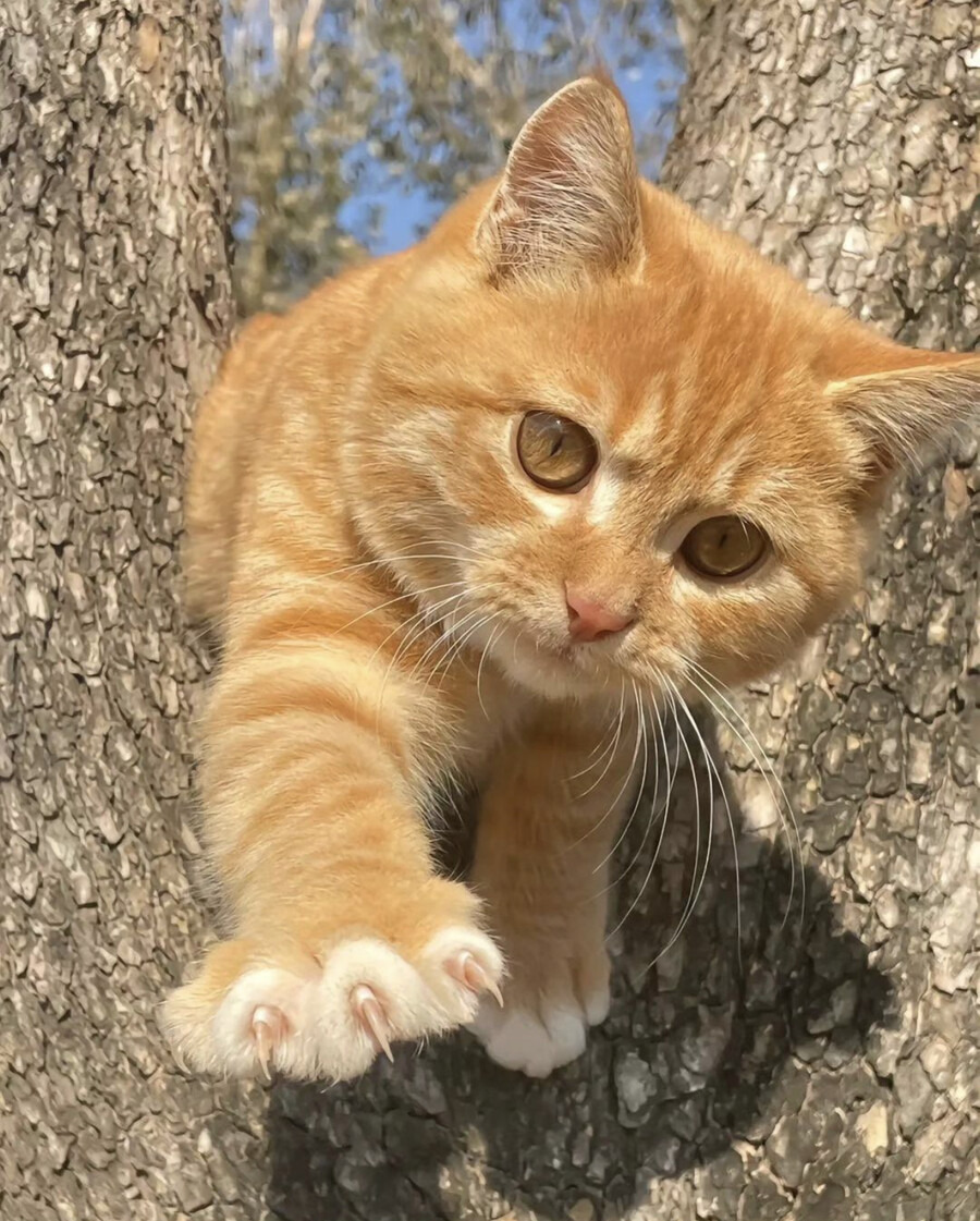 9월 9일 한국 고양이의 날을 맞아 올려보는 코리안 숏헤어의 특징 | 인스티즈