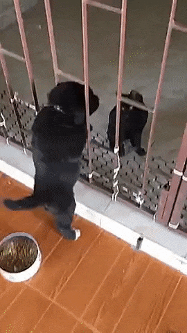 9월 9일 한국 고양이의 날을 맞아 올려보는 코리안 숏헤어의 특징 | 인스티즈