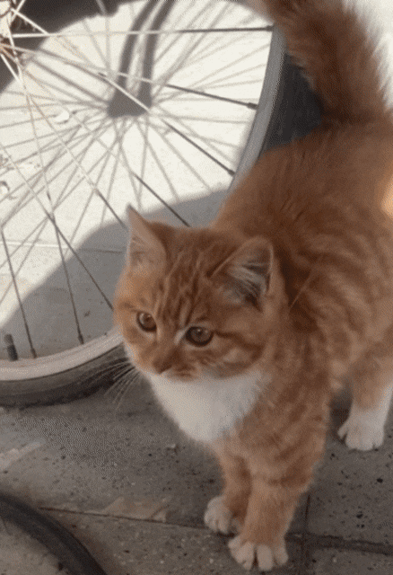 9월 9일 한국 고양이의 날을 맞아 올려보는 코리안 숏헤어의 특징 | 인스티즈