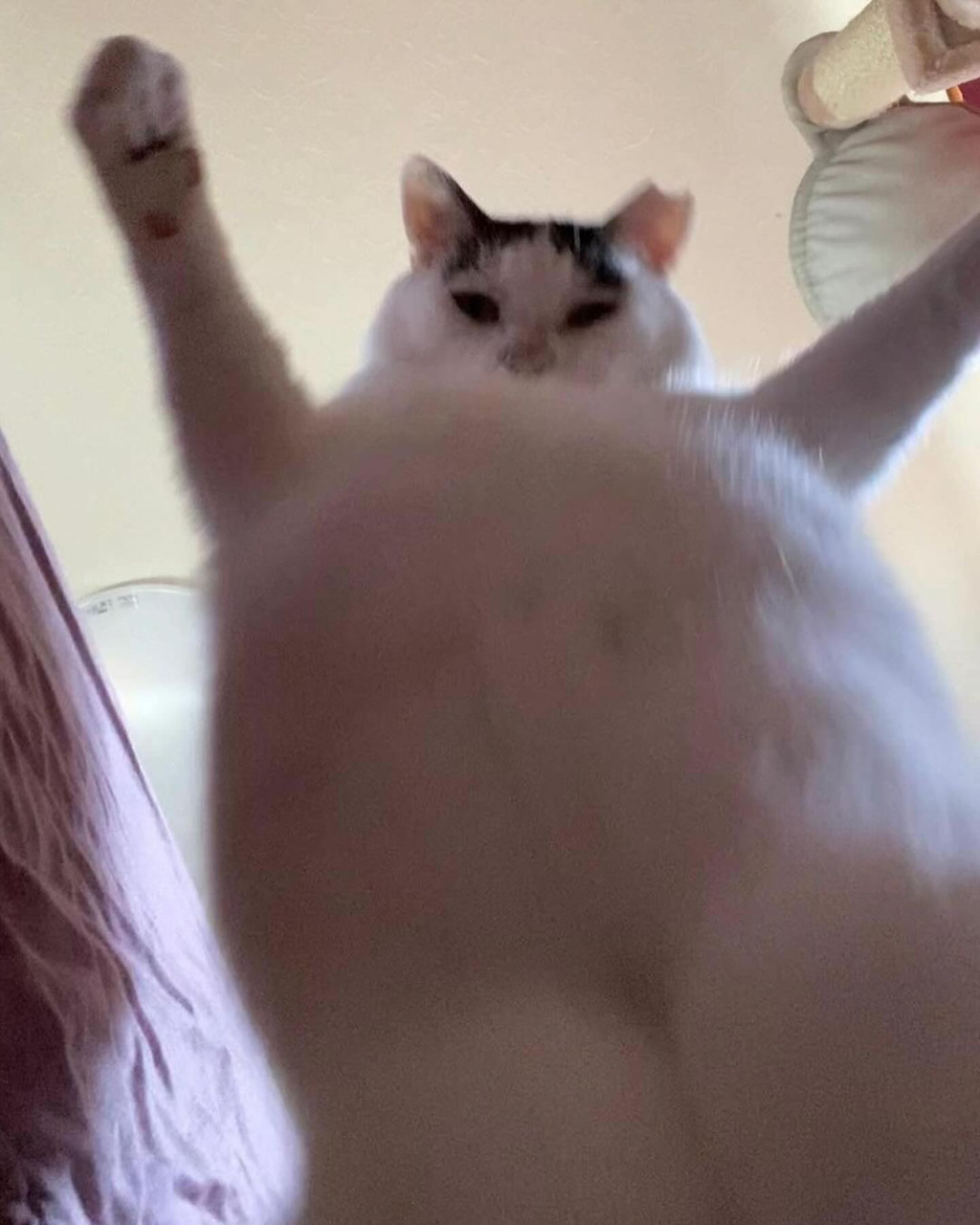 9월 9일 한국 고양이의 날을 맞아 올려보는 코리안 숏헤어의 특징 | 인스티즈