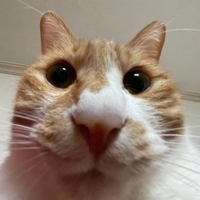 9월 9일 한국 고양이의 날을 맞아 올려보는 코리안 숏헤어의 특징 | 인스티즈