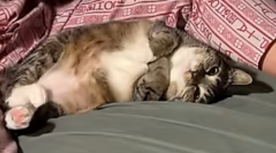 9월 9일 한국 고양이의 날을 맞아 올려보는 코리안 숏헤어의 특징 | 인스티즈