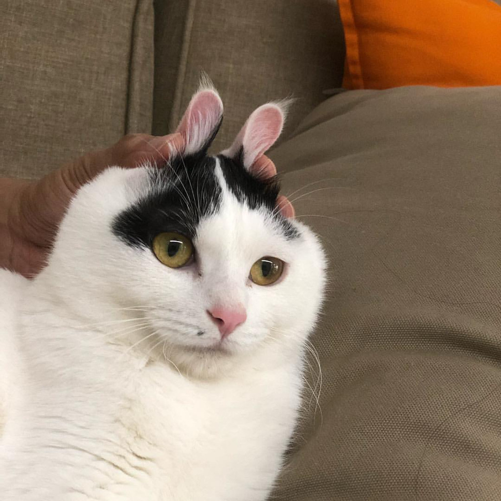 9월 9일 한국 고양이의 날을 맞아 올려보는 코리안 숏헤어의 특징 | 인스티즈