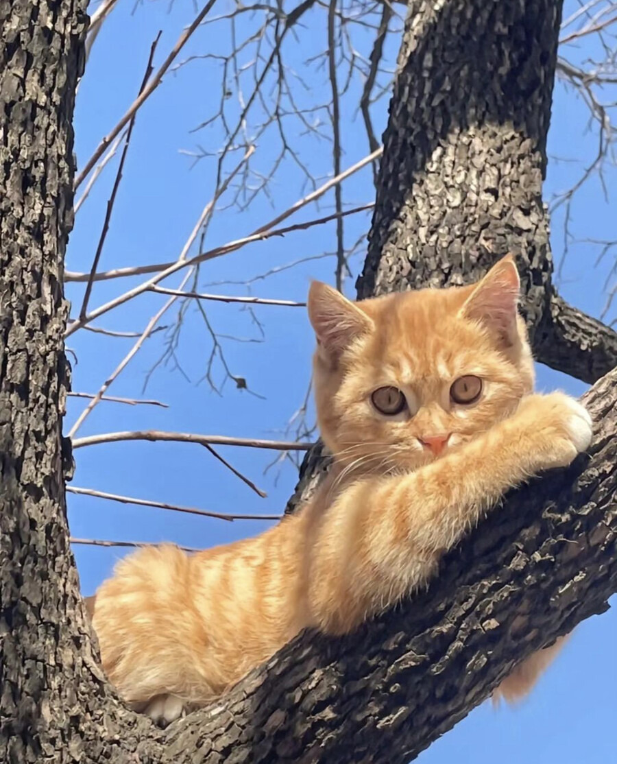 9월 9일 한국 고양이의 날을 맞아 올려보는 코리안 숏헤어의 특징 | 인스티즈