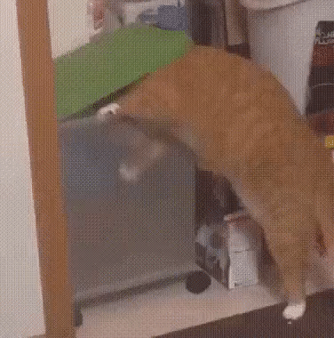 9월 9일 한국 고양이의 날을 맞아 올려보는 코리안 숏헤어의 특징 | 인스티즈