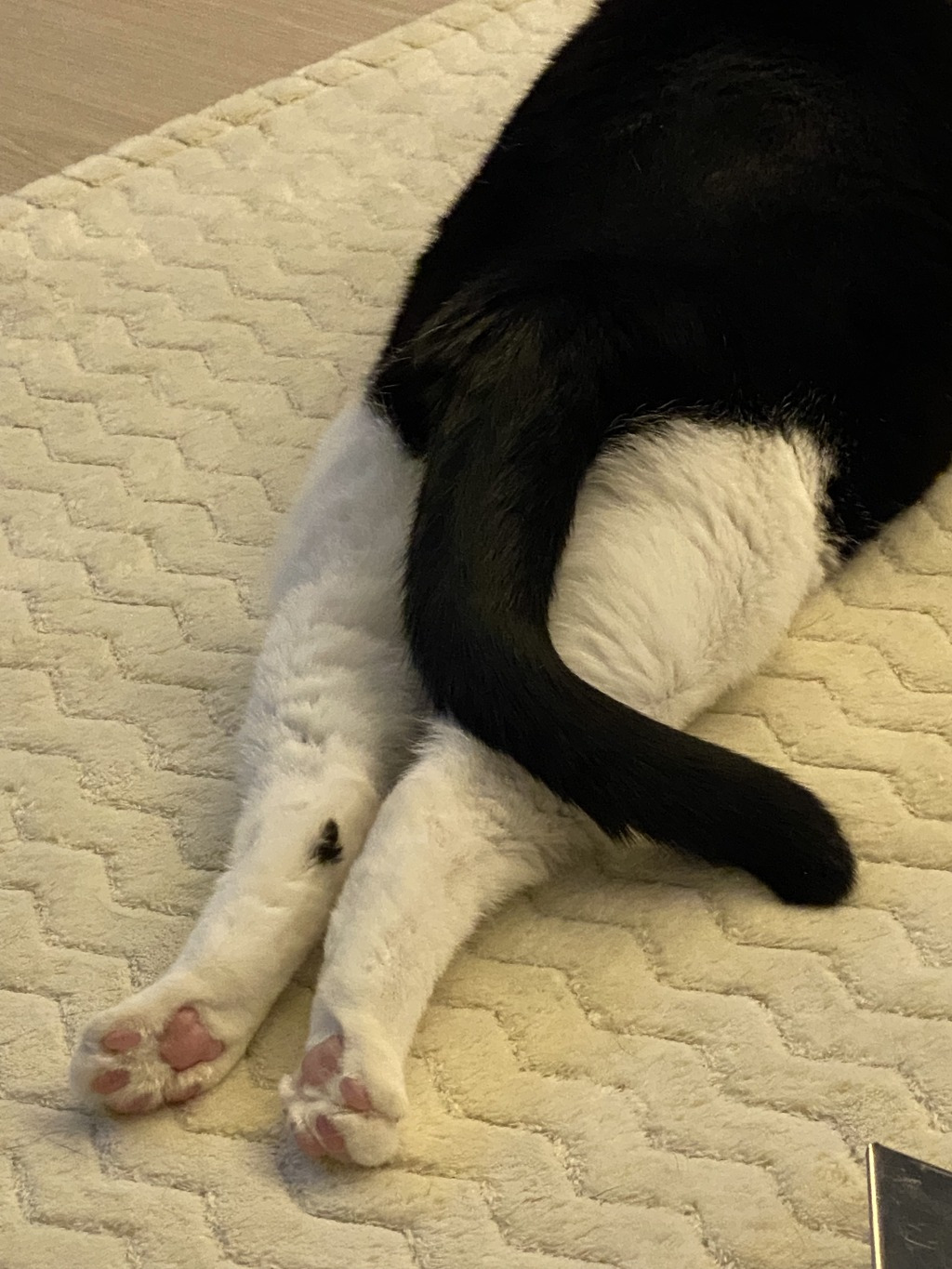 9월 9일 한국 고양이의 날을 맞아 올려보는 코리안 숏헤어의 특징 | 인스티즈