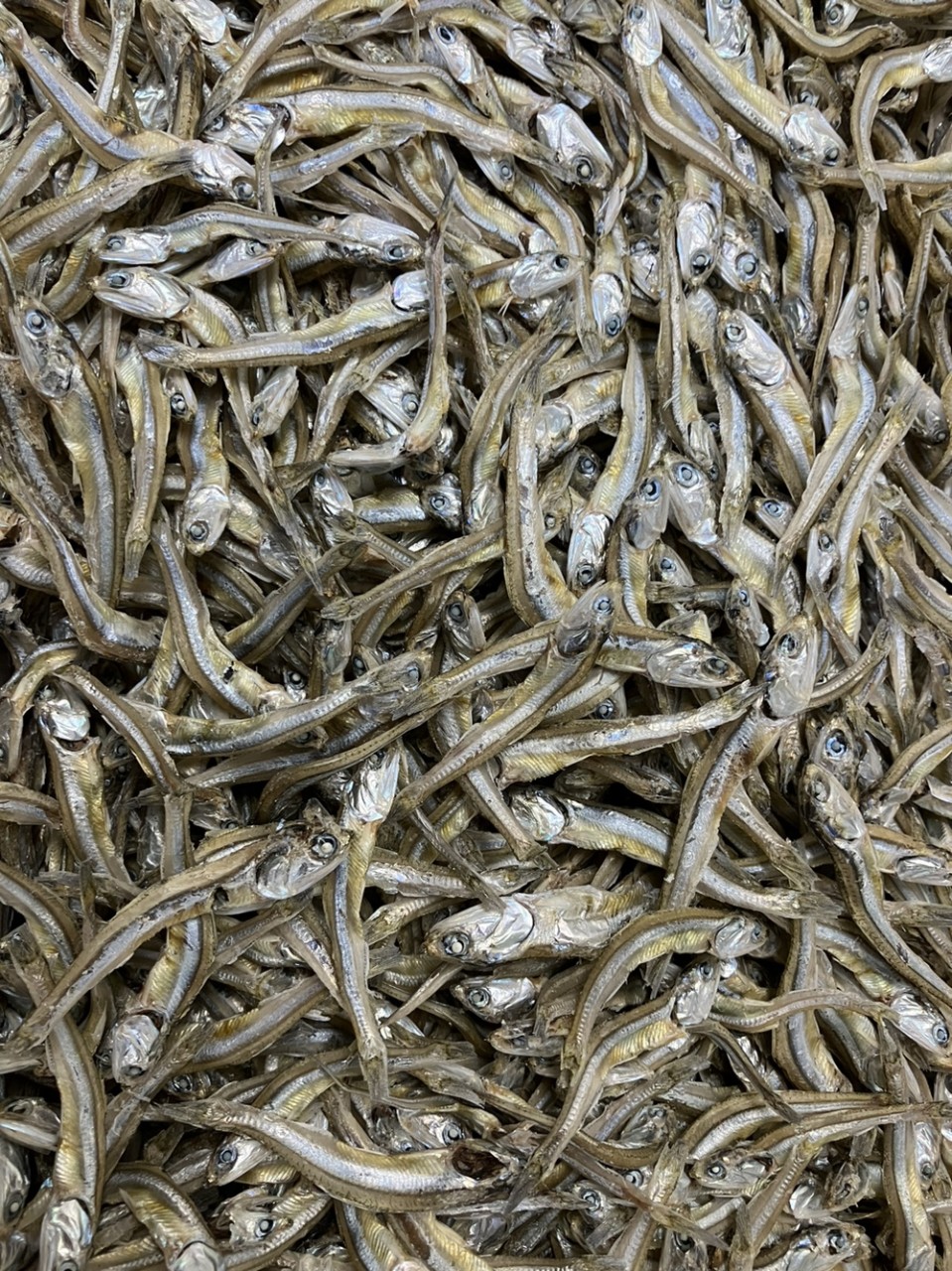 고바이제이 이미지