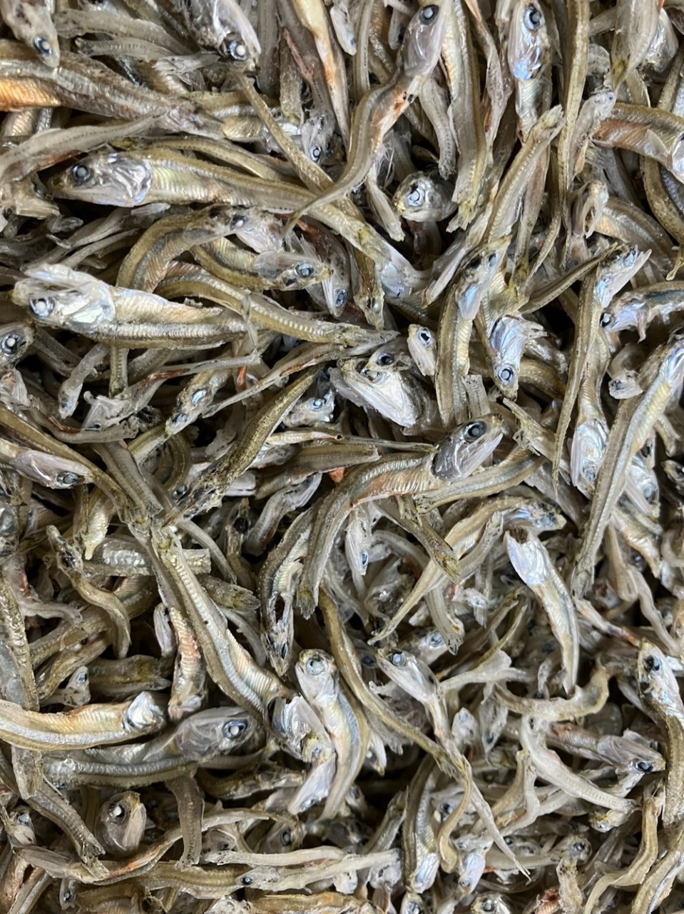 고바이제이 이미지