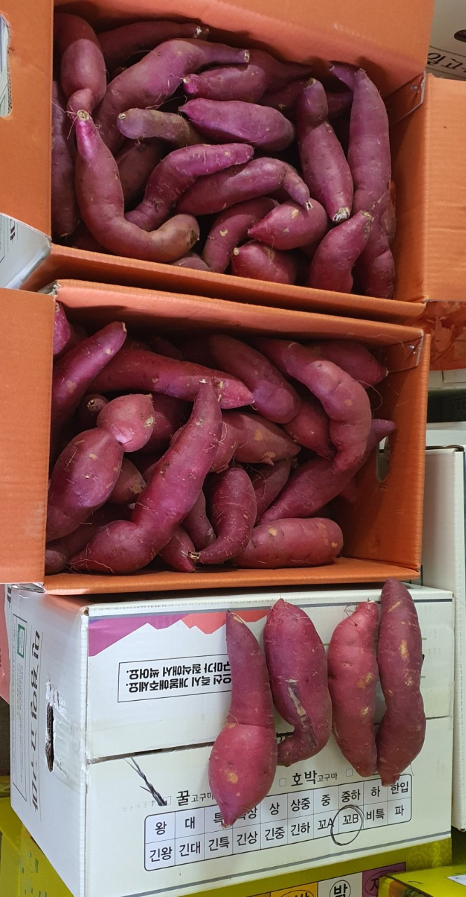 꼬불이네 이미지