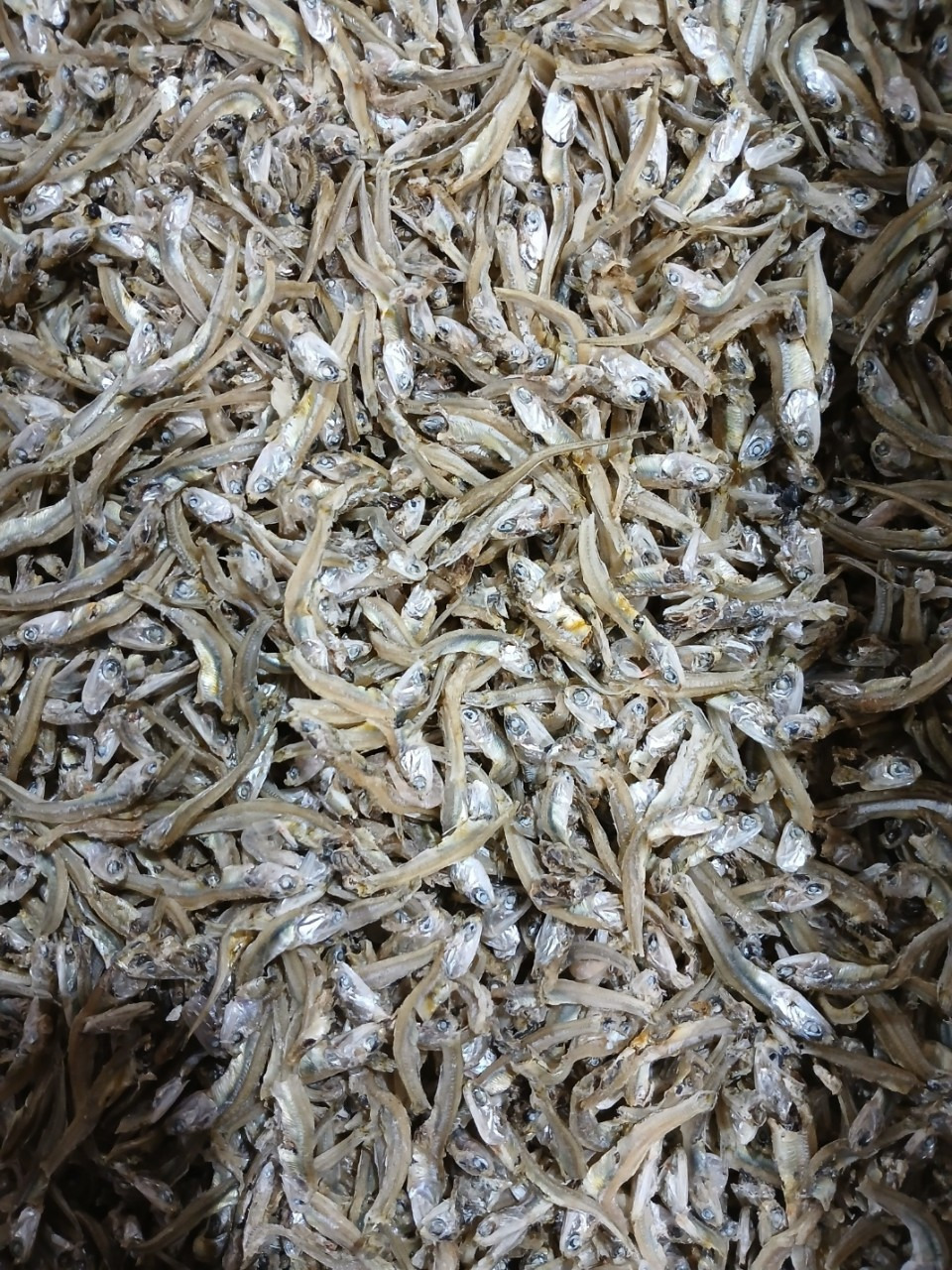 바이리 이미지