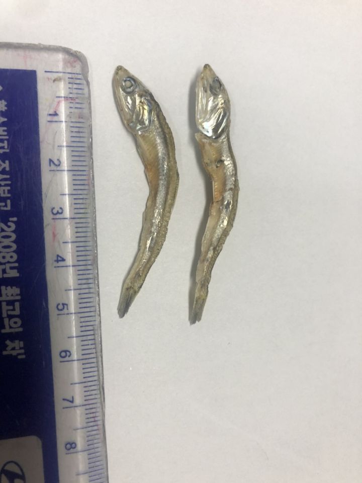 고바이제이 이미지