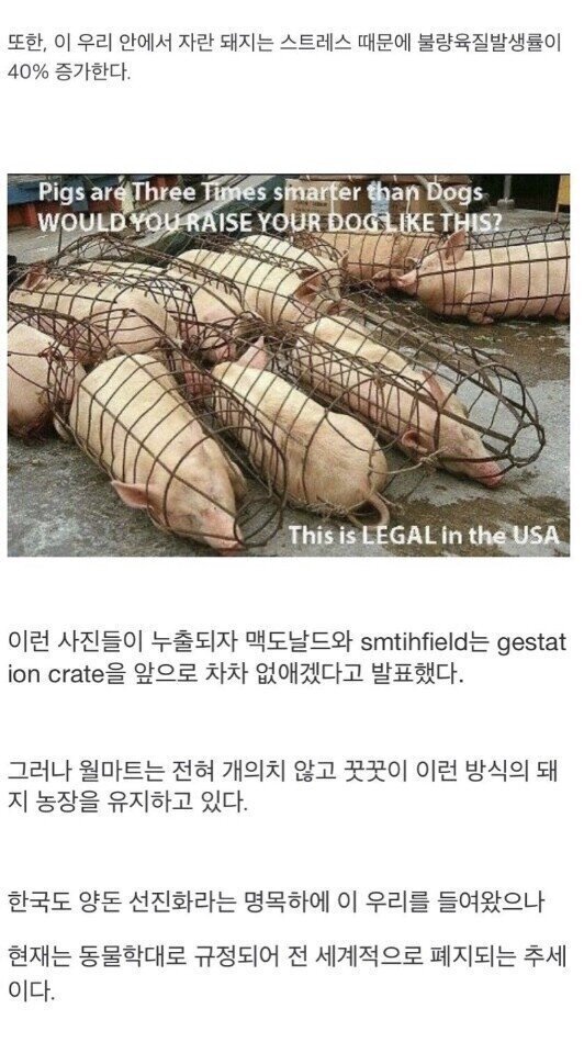 돼지우리 이미지