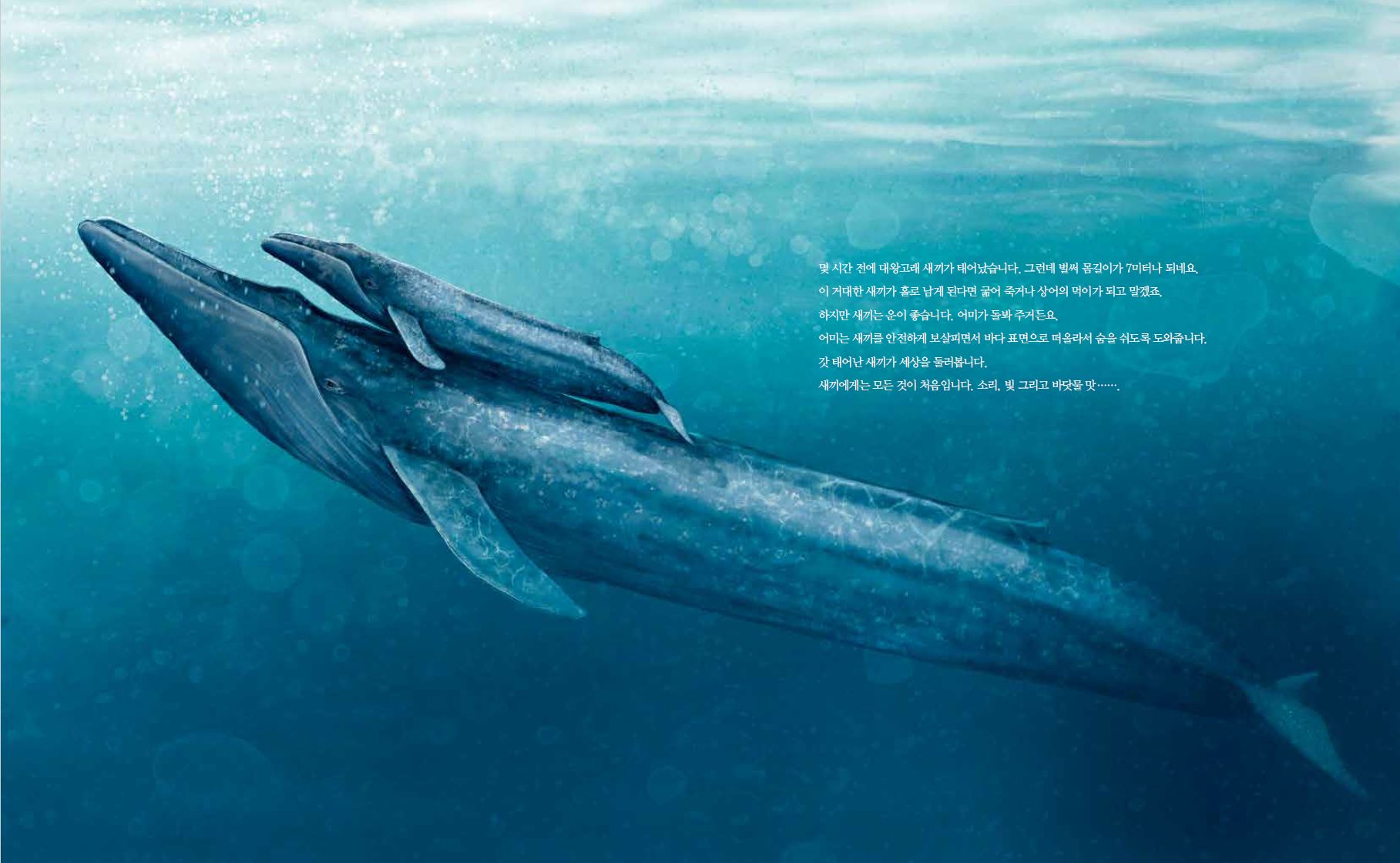 여유당] ＜대왕고래-세상에서 가장 큰 동물에 관한 놀라운 이야기＞ - 새로 나온 책(어린이책) - 한국어린이출판협의회