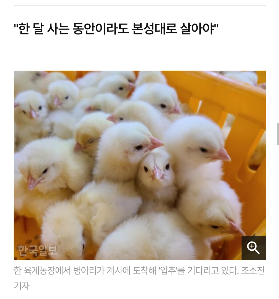 닭달치킨 이미지