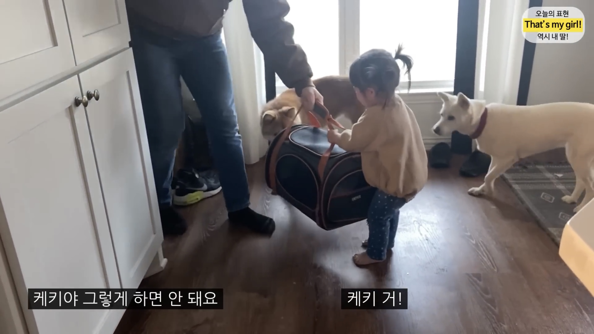 체리 자기가 숯이 주인이라고 생각하나봐 ㅋㅋㅋㅋ 병원 가는데 생이별인줄 알고 대성통곡ㅋㅋㅋㅋ | 인스티즈