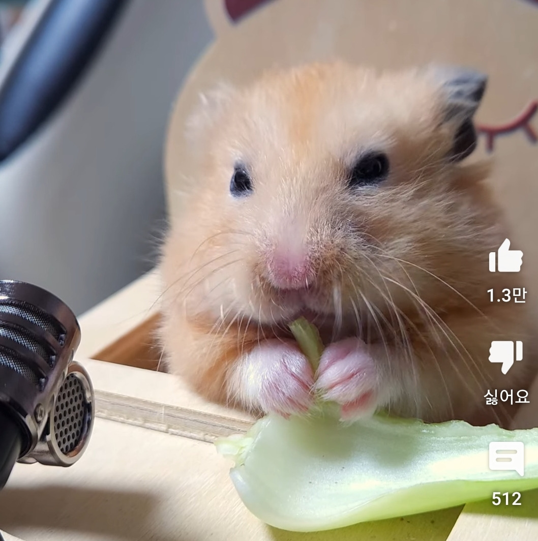 햄스터 청경채 먹방 | 인스티즈