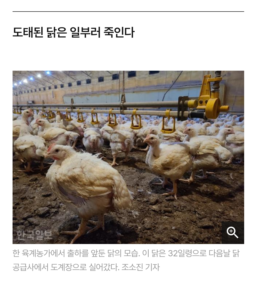 닭달치킨 이미지