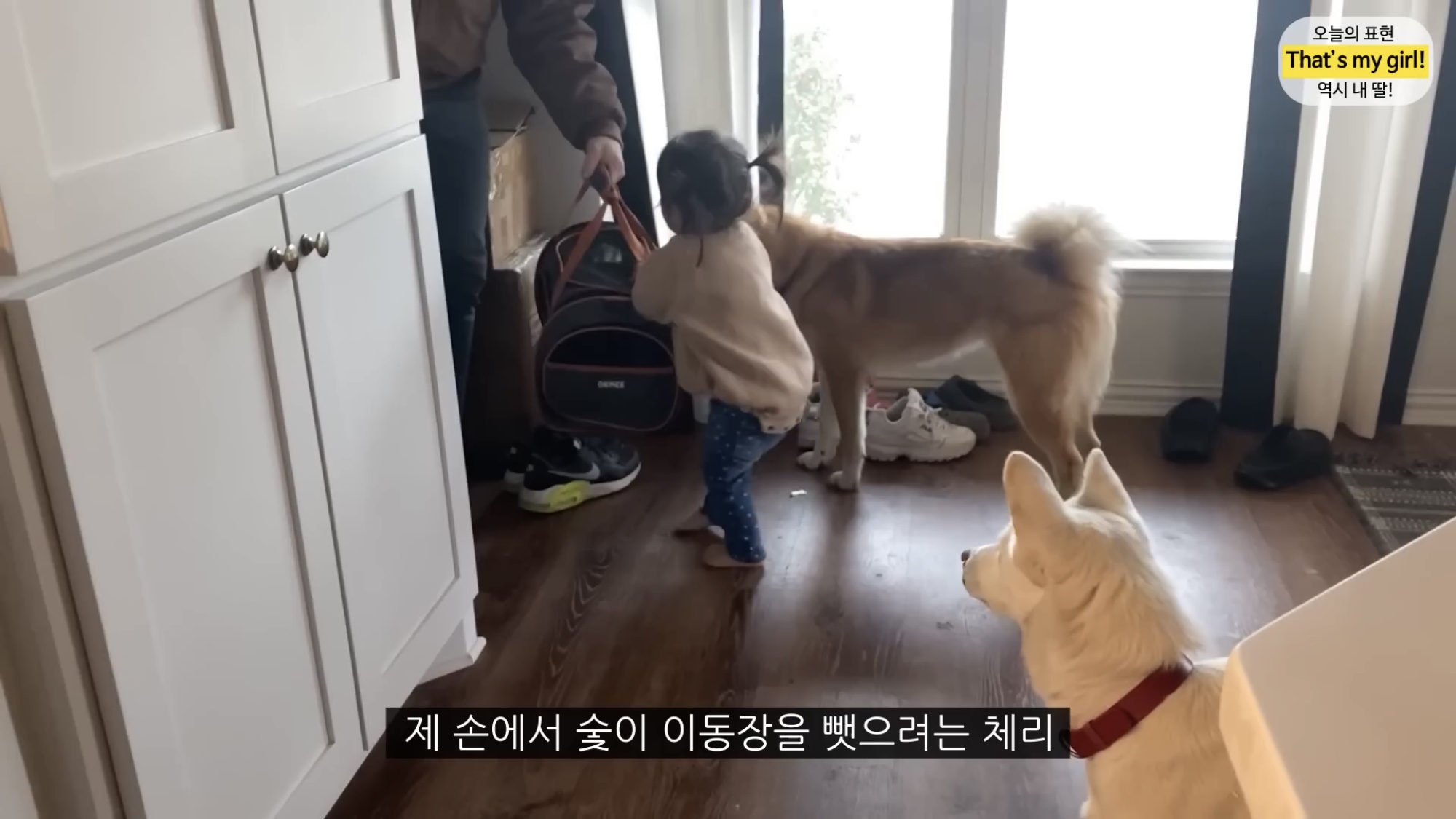 체리 자기가 숯이 주인이라고 생각하나봐 ㅋㅋㅋㅋ 병원 가는데 생이별인줄 알고 대성통곡ㅋㅋㅋㅋ | 인스티즈