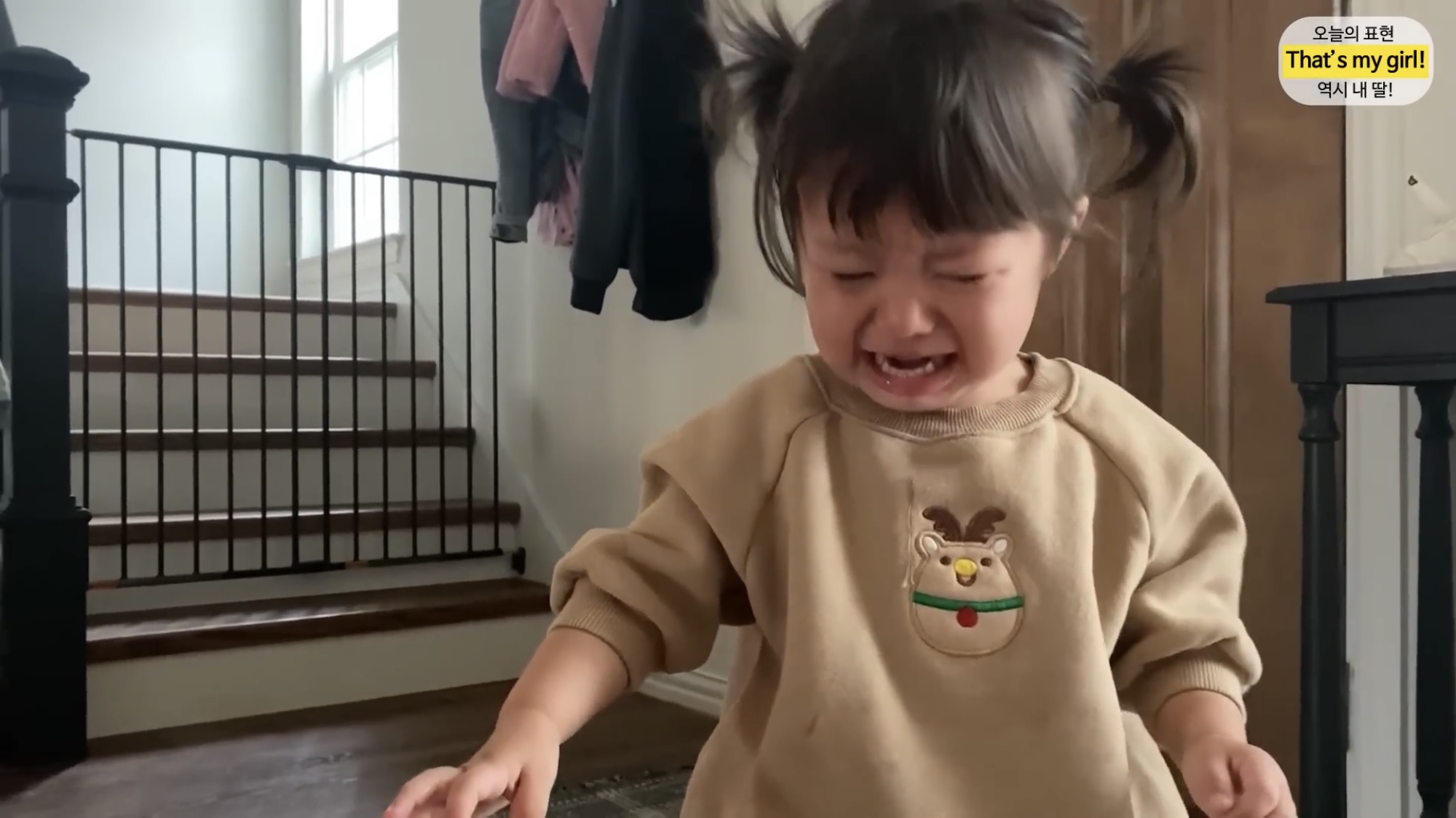 체리 자기가 숯이 주인이라고 생각하나봐 ㅋㅋㅋㅋ 병원 가는데 생이별인줄 알고 대성통곡ㅋㅋㅋㅋ | 인스티즈