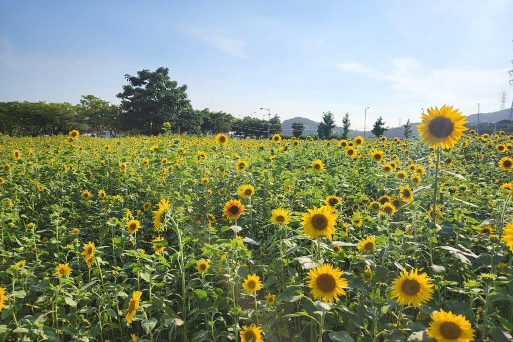 해바라기식품 이미지