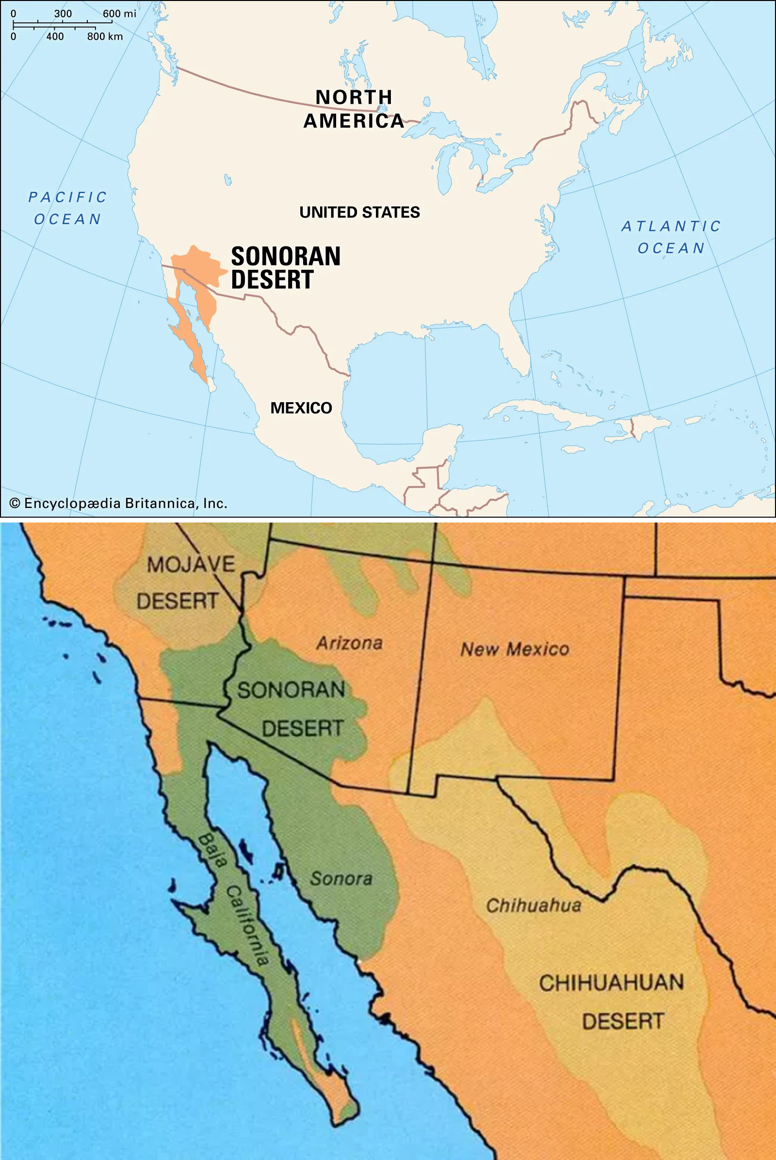한눈에 보는 미국 서부 여행 - 19 : 남서부 ⑭(애리조나 3/3 - 사구아로, 페트리파이드포레스트) - 맞벌이 부부의삶 -  텐인텐[10년 10억 만들기]