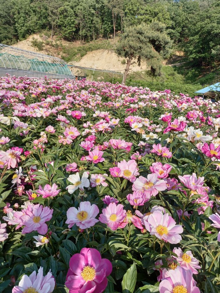 작야 이미지