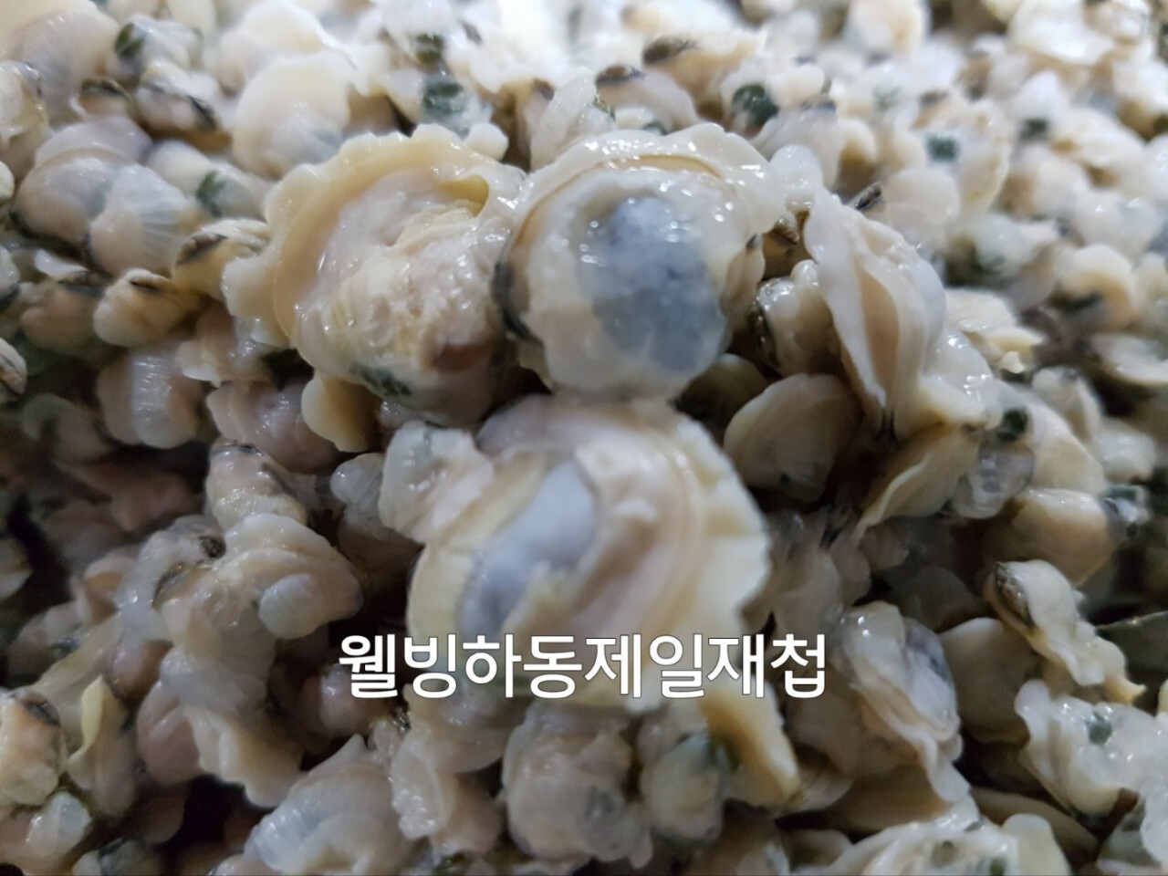 Daum 카페