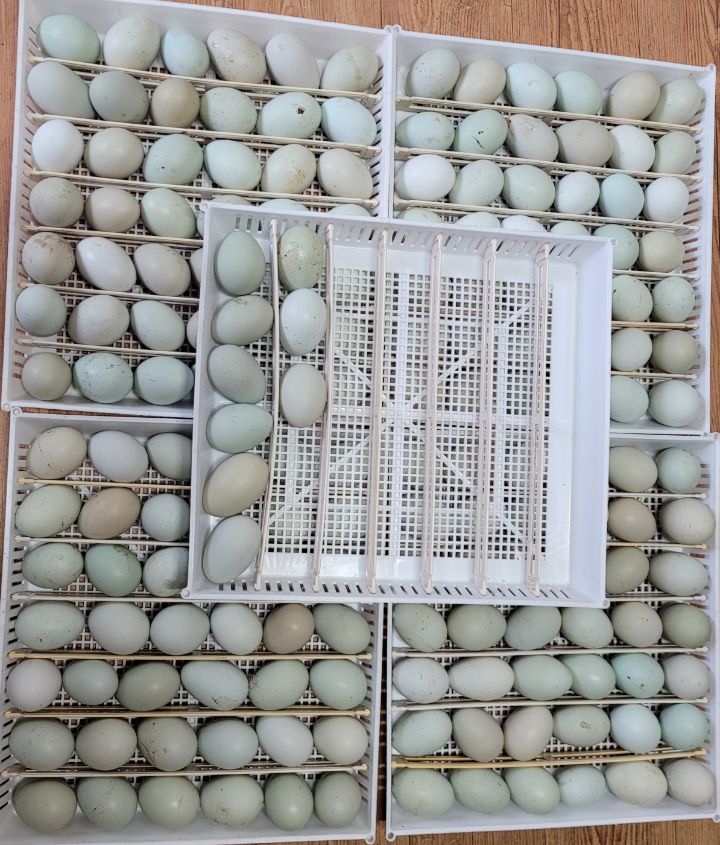 오골계마루 이미지