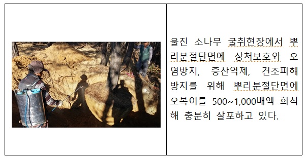 수목관리 이미지