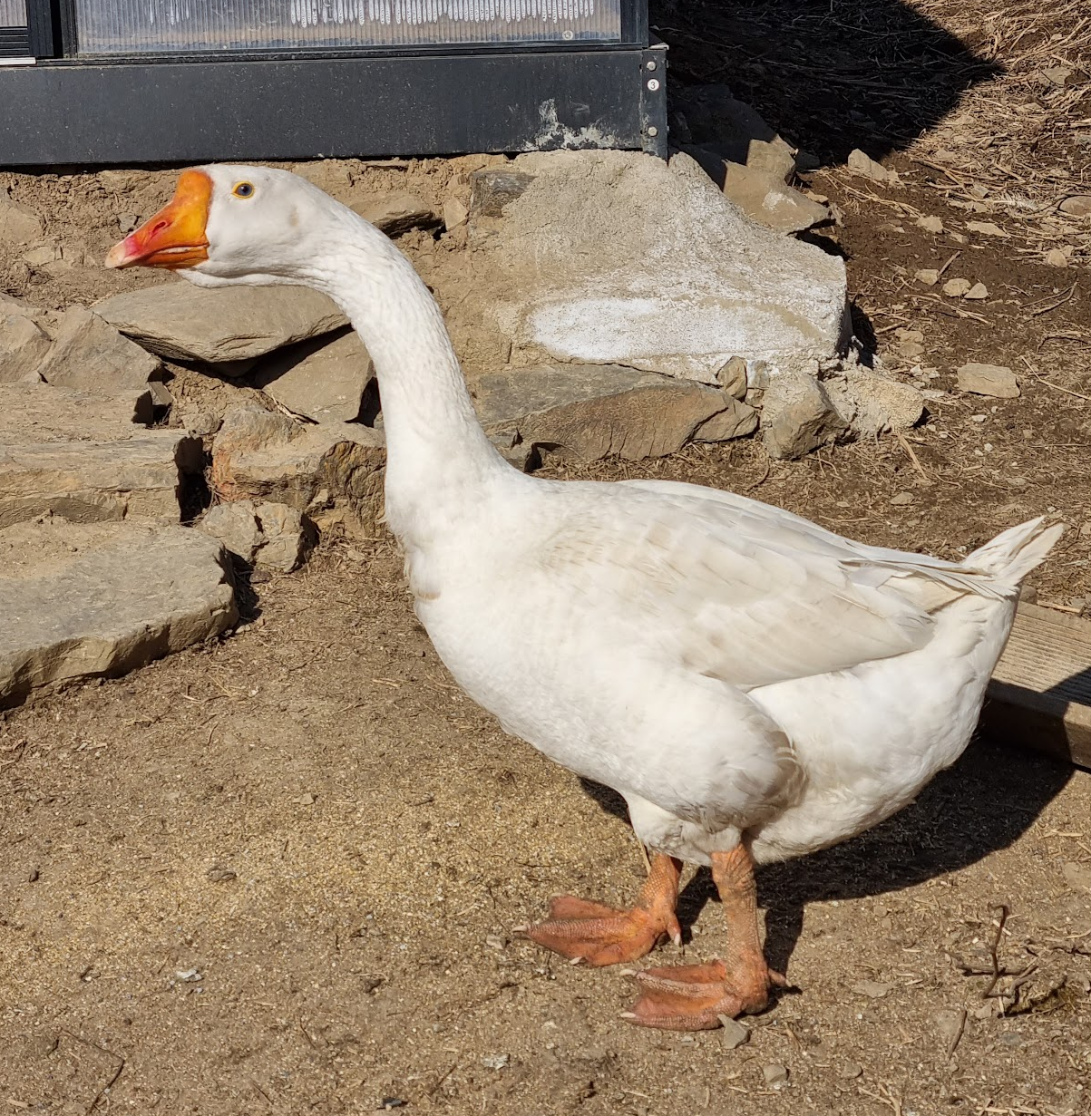 1살된 거위 수컷 1마리 무료 분양(분양완료) - 닭 오리 동호회 - [우수카페]귀농사모/한국귀농인협회