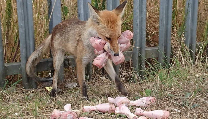 욕심많은 여우 | 인스티즈