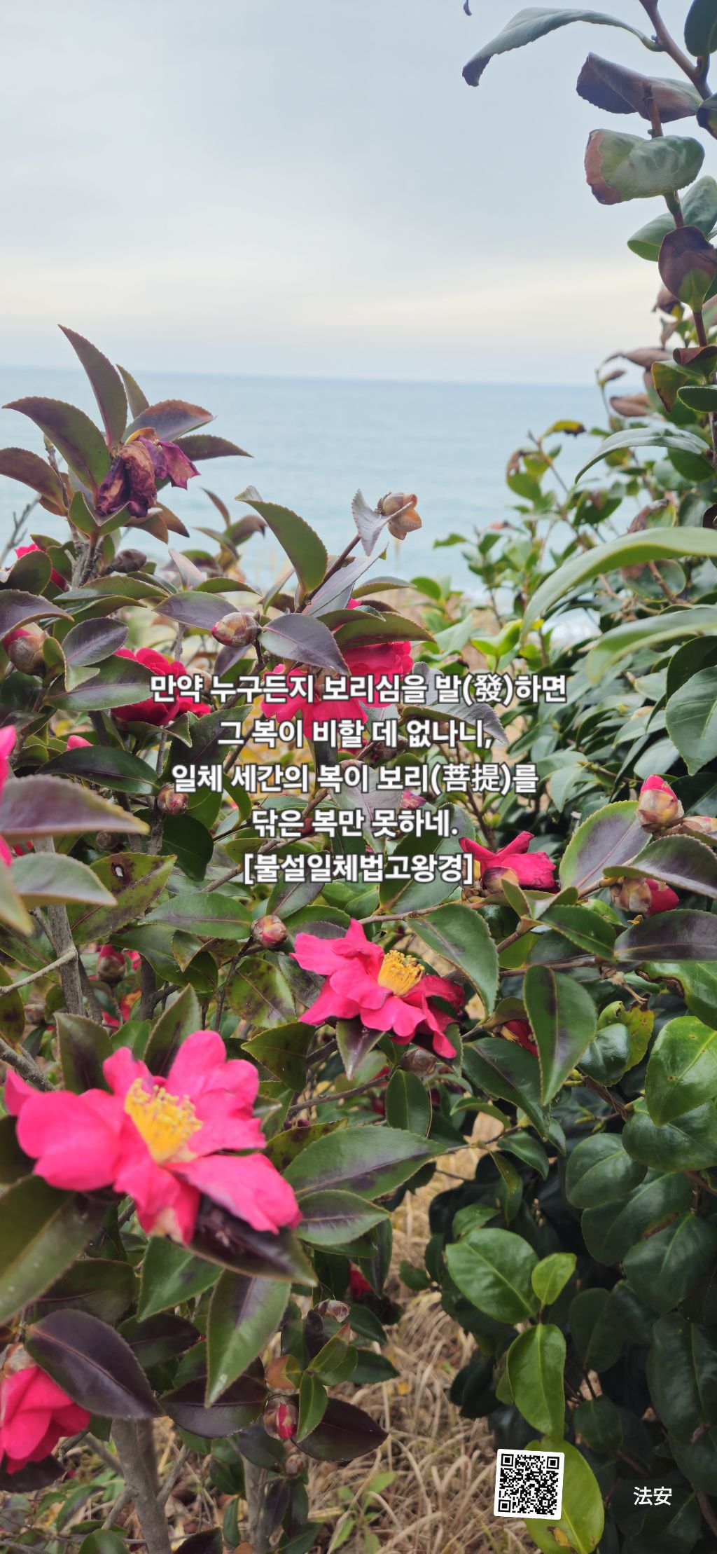 보리심 이미지