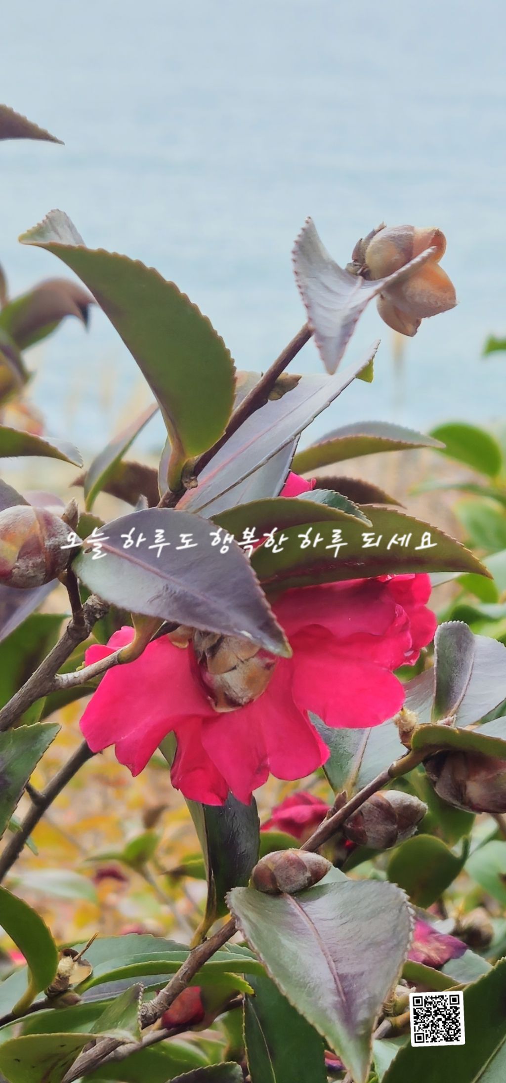 보리심 이미지