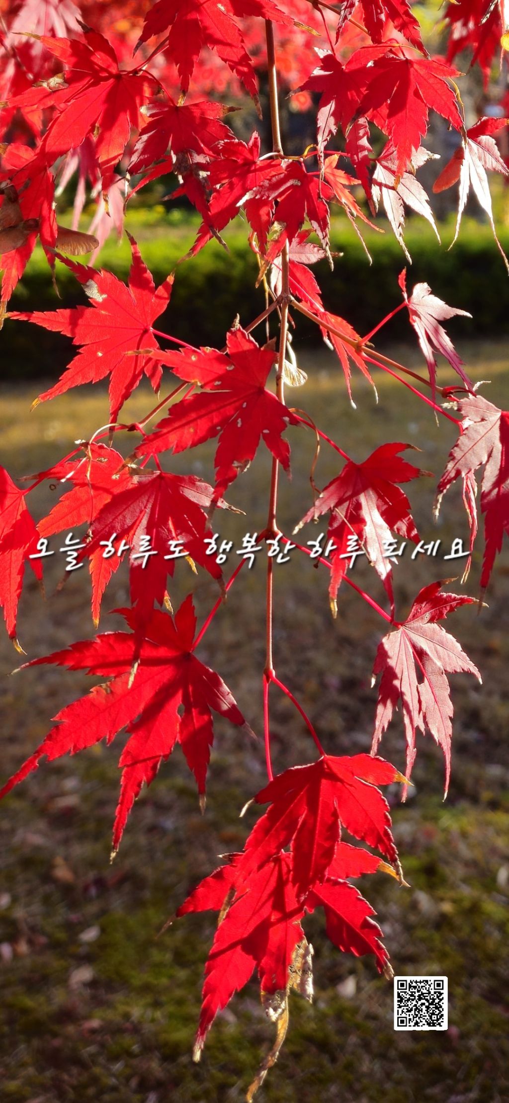 도의 이미지
