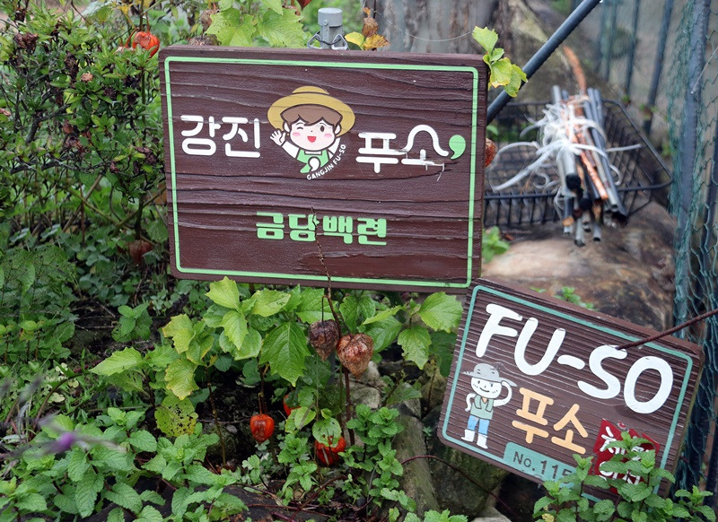 금당백련 이미지