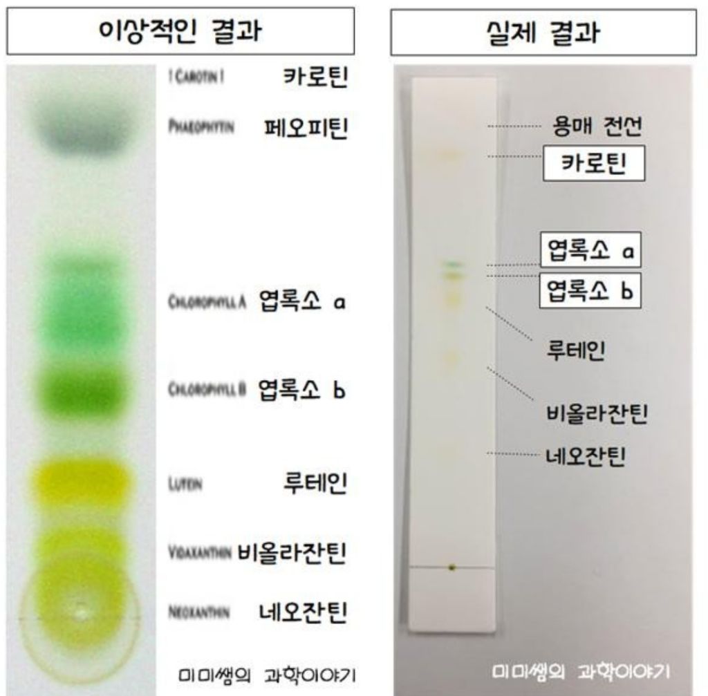 Daum 카페