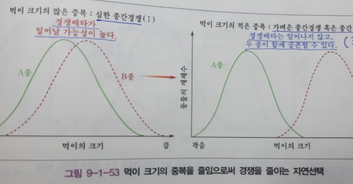 Daum 카페