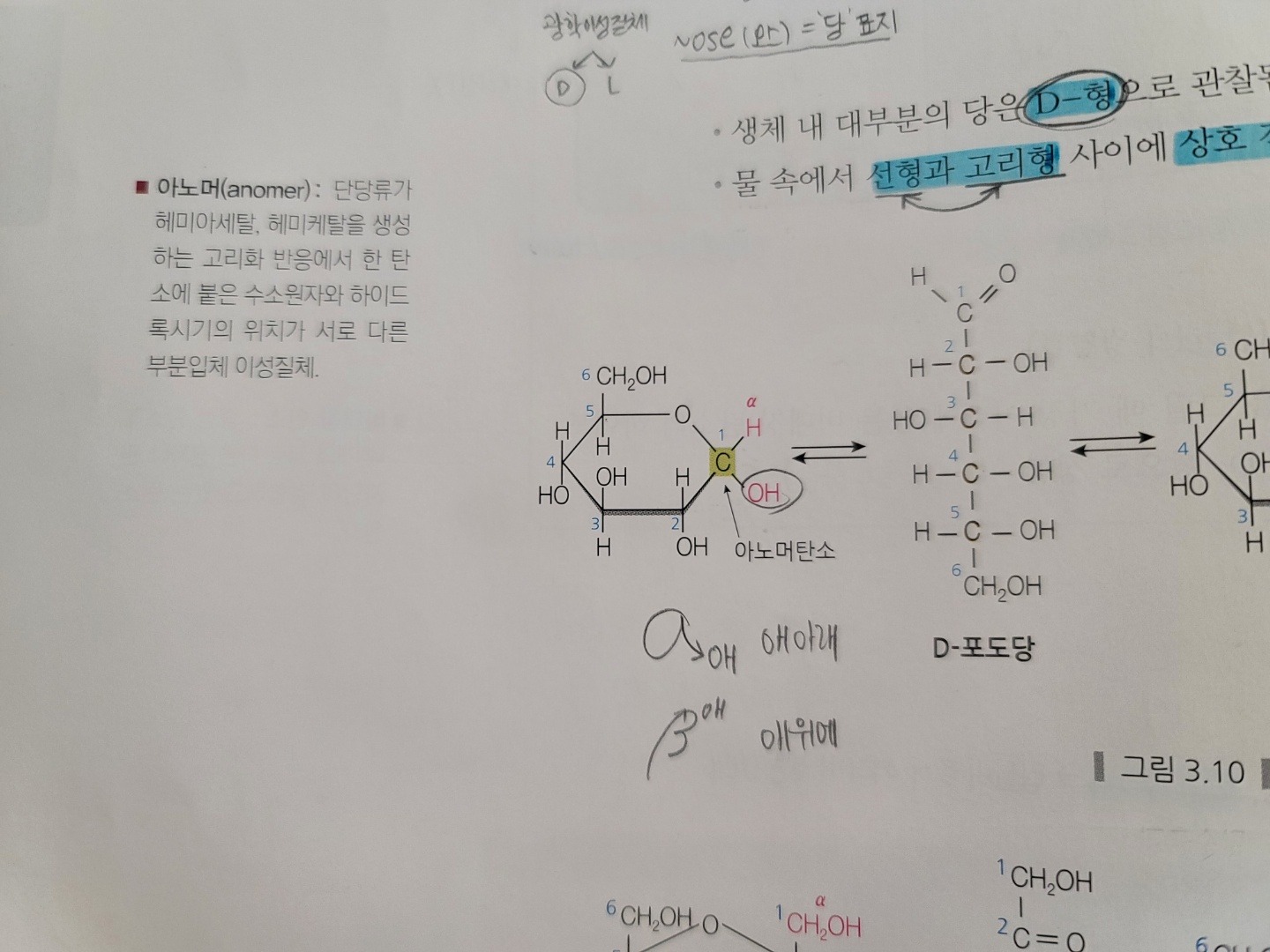 알파아노버 베타아노머 질문입니다 - ☞ 생물 (비댓 금지) - 물♡화♡생♡지